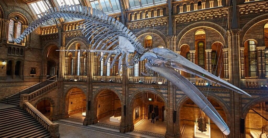 Natural History Museum, Host Family Stay
